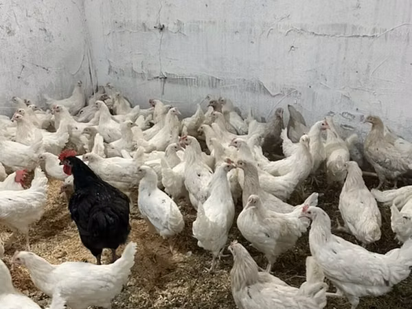 Chickens
