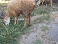 Owca, Owce — zdjęcie 6