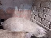 公猪 — 照片 1