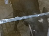 Buqa, Qoramol — 7-rasm