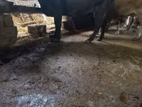 Vache, Bovins — photo 1