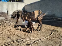 பெண் வெள்ளாடு, Kamori goats — புகைப்படம் 2