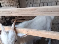 Kozioł, Saanen goat — zdjęcie 1