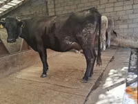 Vaca, Simmental cattle — foto 3