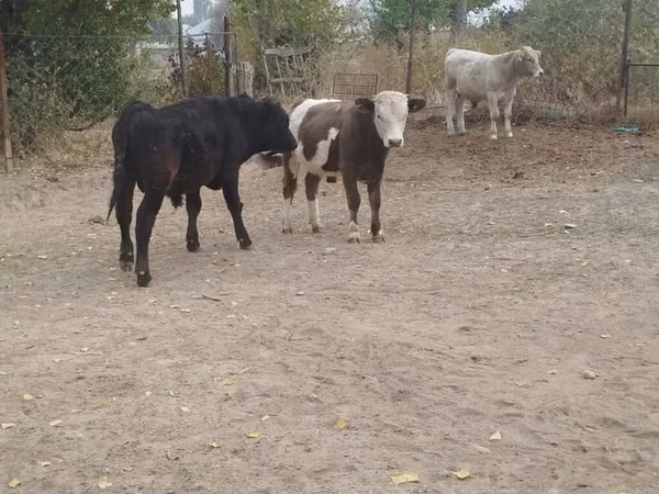 Bull, Brown Latvian