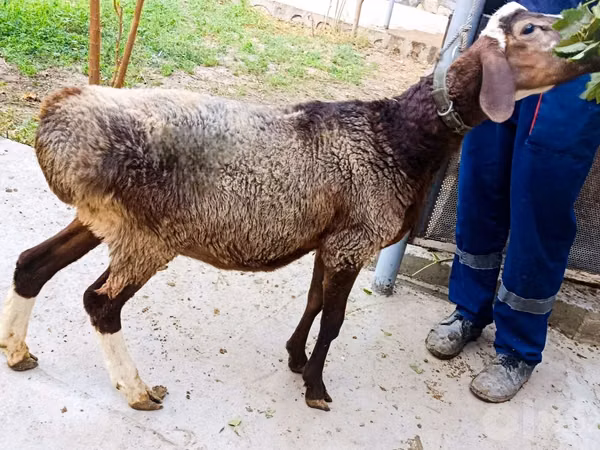 Bélier, Hissar sheep