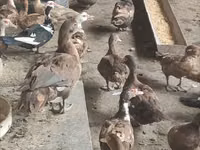 Ducks — foto 4