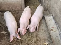Domuzlar (parti, cinsiyet belirtilmedi), Domuzlar — foto 3