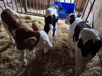 Býk, Russian Black pied cattle — foto 3