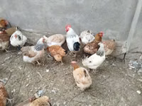 Chickens — Foto 5