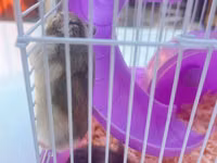 Cırtdan hamsterlər üçün komplekt qəfəs dəsti - Rəng: bənövşəyi — foto 3