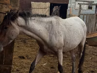 Koń, Kustanai horse — zdjęcie 4