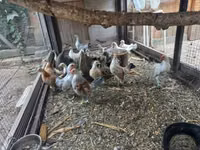 Dutch Bantam — photo 3