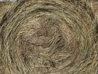 Baran, Owce — zdjęcie 2