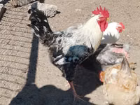 Chickens — zdjęcie 6