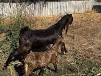 Dişi keçi, Kamori goats — foto 2