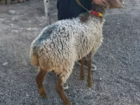 雌羊, Arashan sheep — 写真 4