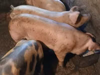 Säue, Schweine — Foto 4