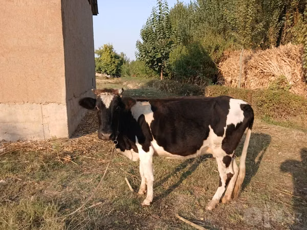 ძროხა, Russian Black pied cattle