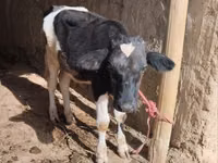 गाय, मवेशी — फ़ोटो 1