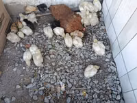Chickens — foto 7