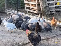 Guinea fowl — फ़ोटो 5