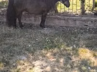 Cavalo, Australian Pony — foto 7