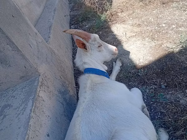 Boucs, Saanen goat