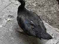 Ducks — 3-rasm