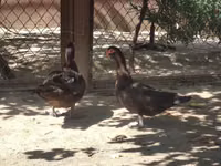 Ducks — foto 7