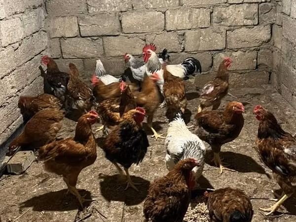 Chickens — Azerbaïdjan