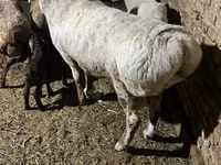 Қошқар, Afghan Arabi sheep — 2-сурет