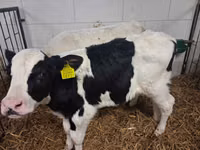 Buqa, Russian Black pied cattle — 8-rasm