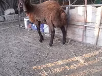 பெண் ஆடு, Blackheaded Persian sheep — புகைப்படம் 4