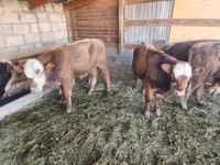 காளை, Simmental cattle — புகைப்படம் 5