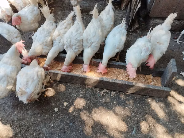 Chickens
