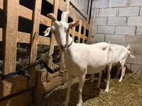 Ешкі, Saanen goat — 5-сурет