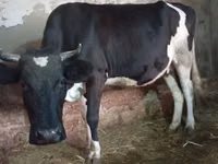 Sigir, Russian Black pied cattle — 8-rasm