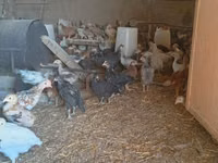 Chickens — foto 5