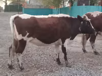 İnek, Simmental cattle — foto 3