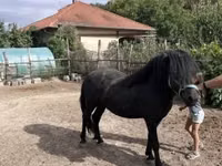 Cheval, Welsh Cob — photo 4
