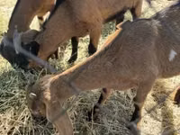 عنزة, Alpine goat — الصورة 2