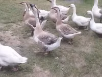 Geese — foto 1