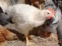 Chickens — foto 7