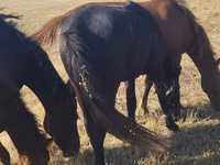 Klisna, Horse breed — foto 5