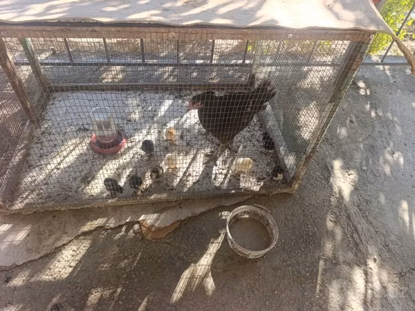 Chickens