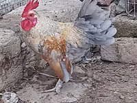 Chickens — الصورة 4