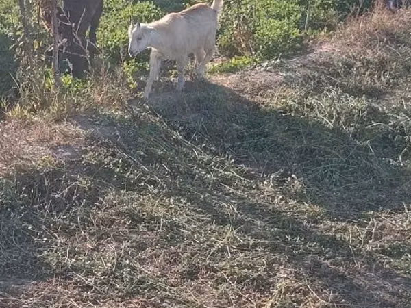 Kozy (partia, płeć nieokreślona), Kozy