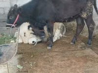 İnek, Sığır — foto 3