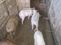 Damızlık domuz, Domuzlar — foto 7